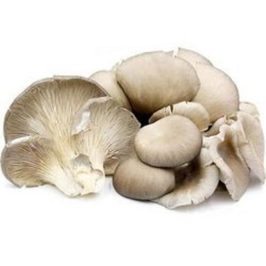 White Highly Nutritious Low In Calories Seafood Flavor Oyster Mushroom