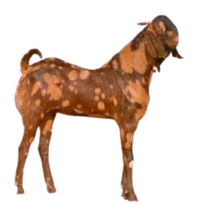 15 Kilograms 12 Months Old Healthy Male Live Sirohi Goat