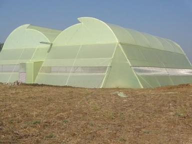 Naturally Ventilated Agriculture Polyhouse Greenhouse Size: Large