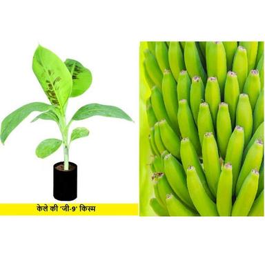 Grand Nain Well Watered Healthy And Disease Free Tissue Culture Banana G9 Plants