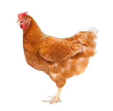 Brown Female Live Country Chicken Weight: 1-1.5  Kilograms (Kg)