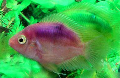 Aquarium Mix Color Parrot Fish
