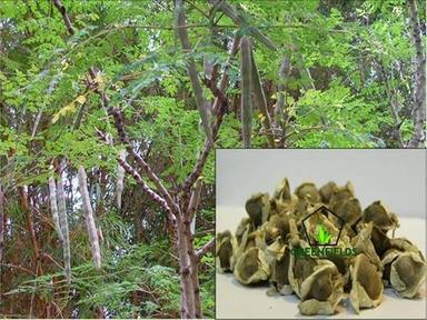 Herbal Extract Moringa Tree Seeds (Moringa Oleifera)